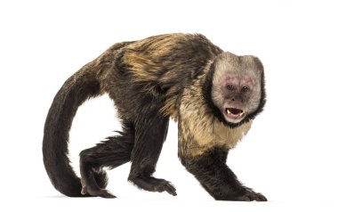 Altın Göbekli Capuchin, Sapajus xanthosternos