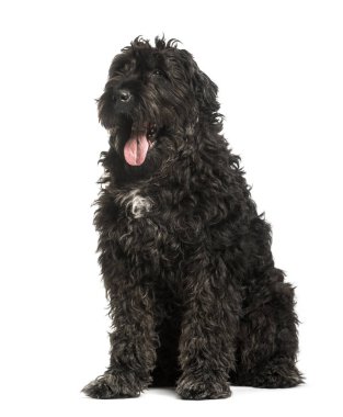 Bouvier des Flandres beyaz arka plan karşı oturan