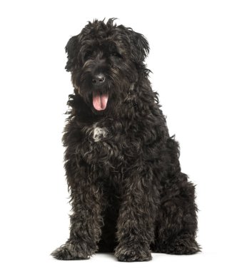Bouvier des Flandres beyaz arka plan karşı oturan
