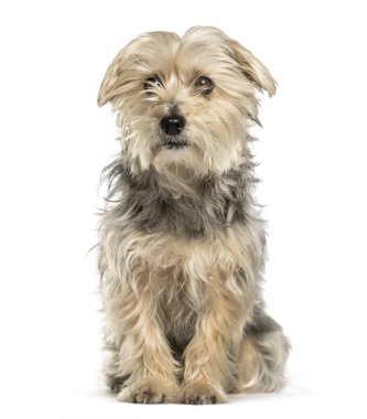 Beyaz arka plan üzerinde oturan karışık-breed köpek