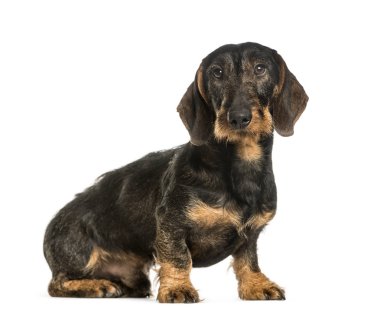 Beyaz arka plan üzerinde oturan dachshund