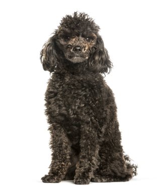 Beyaz arka planda oturan oyuncak kaniş