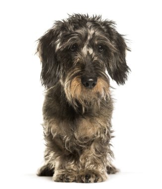 Beyaz arka plan üzerinde oturan dachshund