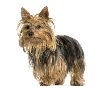 Yorkshire Terrier ayakta beyaz bir arka plana dayanır