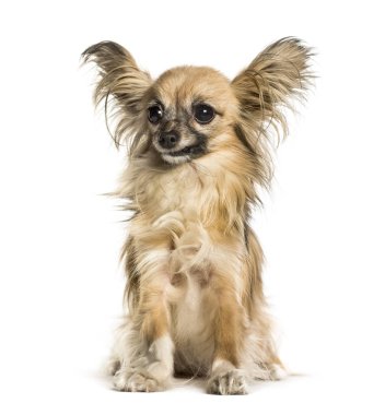 Beyaz arka plan üzerinde oturan chihuahua