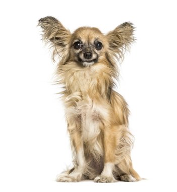 Beyaz arka plan üzerinde oturan chihuahua