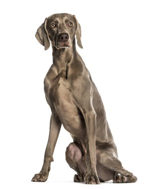 Weimaraner beyaz arkaplanda oturuyor