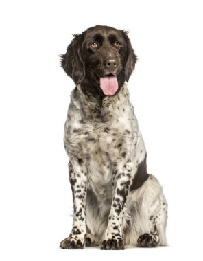 Beyaz arkaplanda oturan küçük Munsterlander