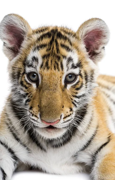 Gros plan sur un petit tigre de deux mois sur fond blanc — Photo