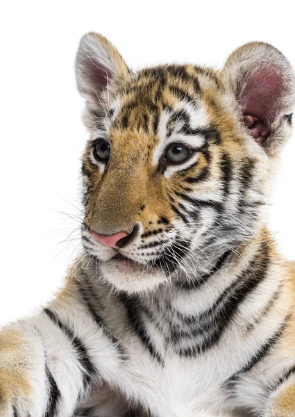 Nahaufnahme eines zwei Monate alten Tigerjungen vor weißem Hintergrund — Stockfoto