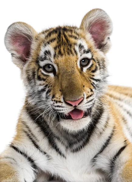 Close-up em um filhote de tigre de dois meses de idade contra fundo branco — Fotografia de Stock