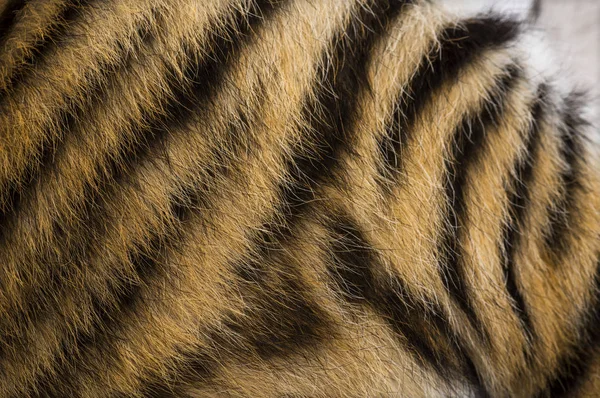 Nahaufnahme von zwei Monate alten Tigerjungen im Fell — Stockfoto