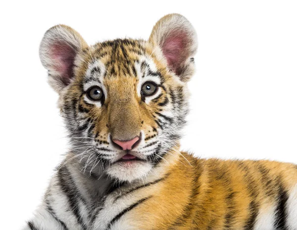 Крупный план двухмесячного тигра на белом фоне — стоковое фото