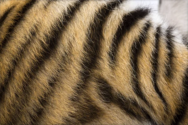 Blisko z dwóch miesięcy tygrysie futro — Zdjęcie stockowe