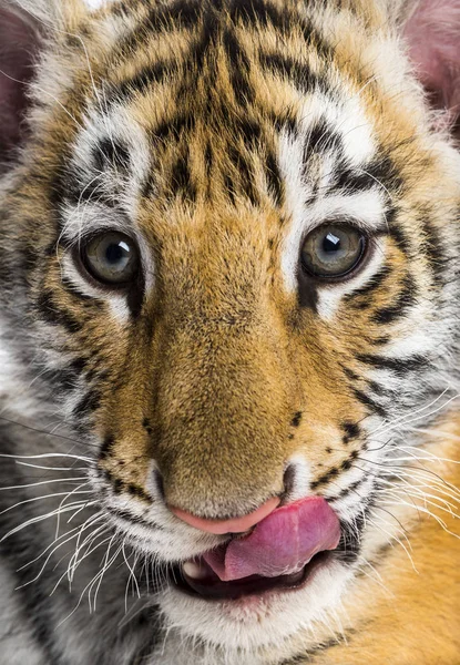 Zwei Monate altes Tigerbaby leckt Lippen in Nahaufnahme gegen Weiß — Stockfoto