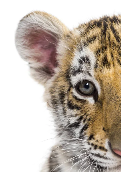 Close-up de, Dois meses de idade filhote de tigre contra fundo branco — Fotografia de Stock