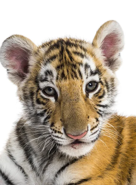 Zwei Monate altes Tigerbaby vor weißem Hintergrund — Stockfoto
