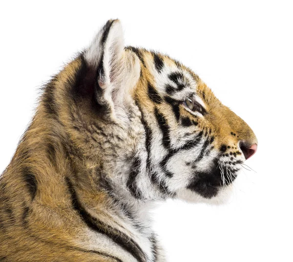 Due mesi vecchio cucciolo di tigre contro sfondo bianco — Foto Stock