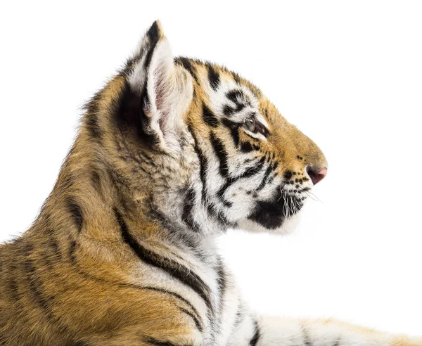 Due mesi vecchio cucciolo di tigre contro sfondo bianco — Foto Stock