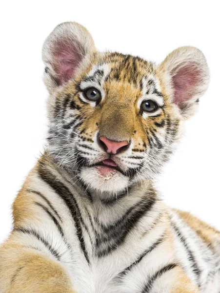 Two months old tiger cub against white background — Stock Photo, Image