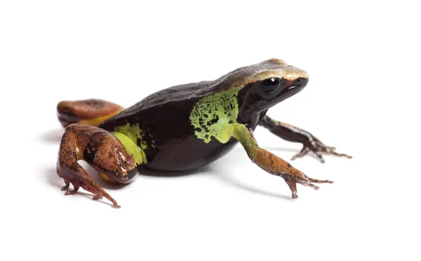 Güzel mantella, Mantella pulchra, beyaz üzerine izole edilmiş. — Stok fotoğraf