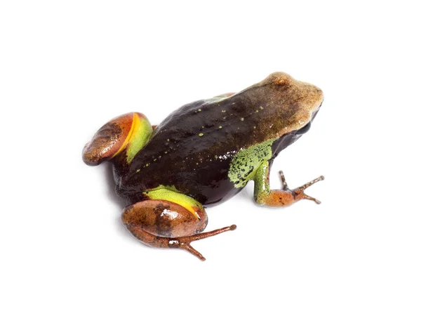 Beautiful mantella, Mantella pulchra, isolated on white — Stock Photo, Image