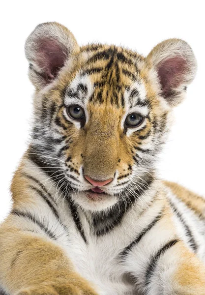 白い背景を持つ2ヶ月の古い虎の赤ちゃん — ストック写真