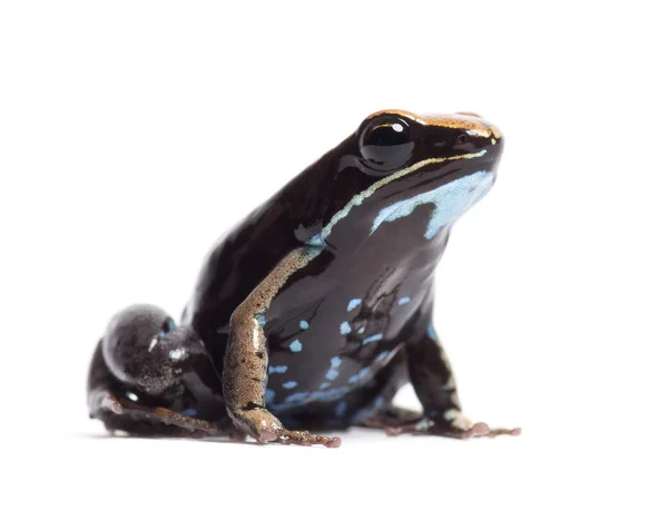 Brown mantella, Mantella betsileo, in front of white background — Stock Photo, Image