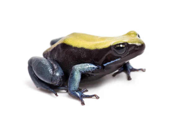 Mantella expectata, de pernas azuis, isolada sobre branco — Fotografia de Stock