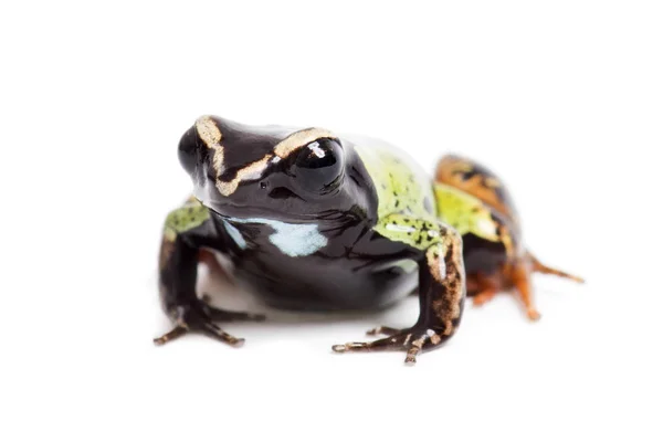 Malagasy painted mantella, Mantella madagascariensis — Stock Photo, Image