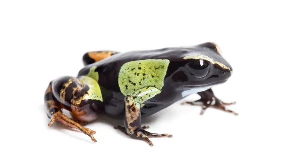 Malagasy painting mantella, Mantella madagascariensis — стокове фото