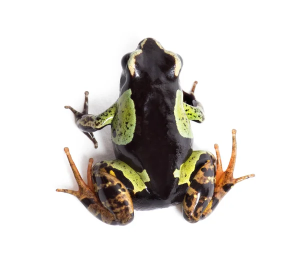 Malowana mantella, Mantella madagascariensis — Zdjęcie stockowe