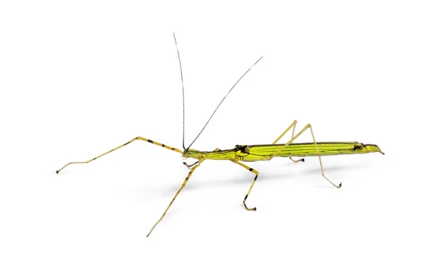 Yellow Flying Stick, Necroscia annulipes, phasma — Stock Photo, Image