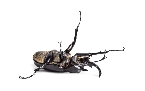 Actaeonskalbagge, Megasoma actaeon, en noshörningsskalbagge — Stockfoto