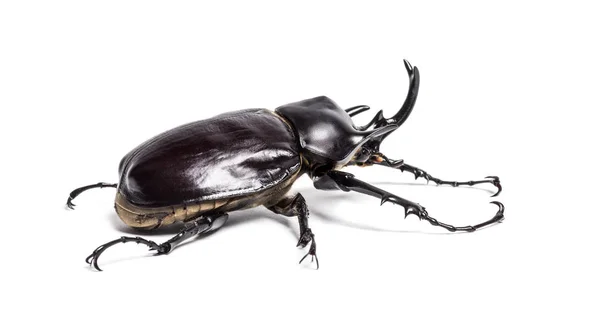 Actaeon beetle, Megasoma actaeon, a rhinoceros beetle — Stock Photo, Image