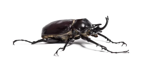 Actaeon beetle, Megasoma actaeon, a rhinoceros beetle — Stock Photo, Image