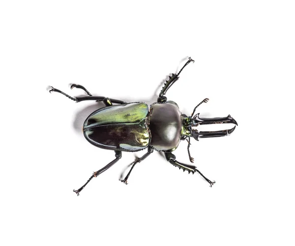Rainbow stag beetle, Phalacrognathus muelleri, in front of white — Stock Photo, Image