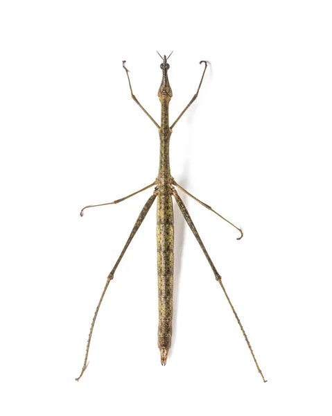 Cabeça de cavalo Grasshopper, Pseudoproscopia scabra, na frente do branco — Fotografia de Stock