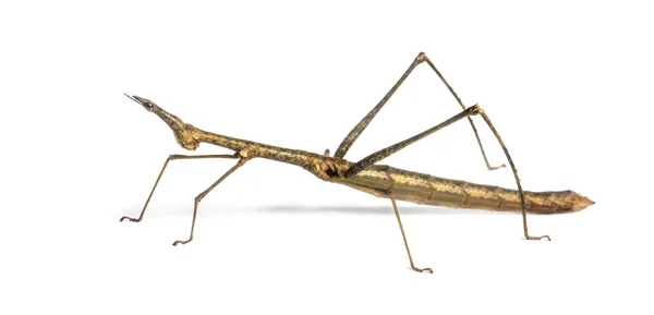 Horsehead Grasshopper, Pseudoproscopia scabra, перед білим — стокове фото