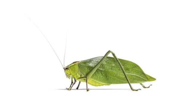 Giant katydid, Stilpnochlora couloniana, isolated on white — Stock Photo, Image