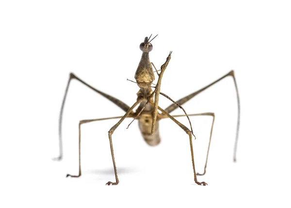 Jonge en volwassen sprinkhanen, Pseudoproscopia scabra — Stockfoto