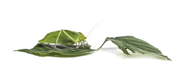 Giant katydid, Stilpnochlora couloniana, on leaf — стоковое фото