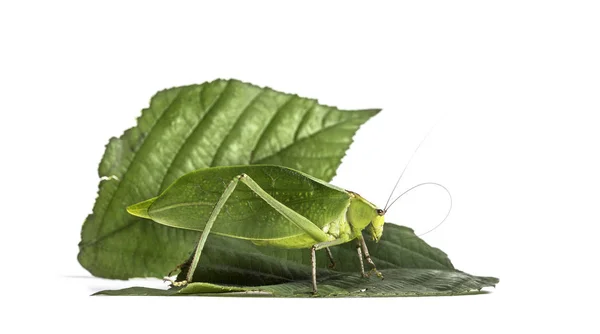 Katydid gigante, Stilpnochlora couloniana, na folha — Fotografia de Stock