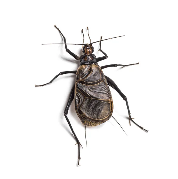 Ethiopian Cricket, Homoeogryllus xanthographus — Stock Photo, Image