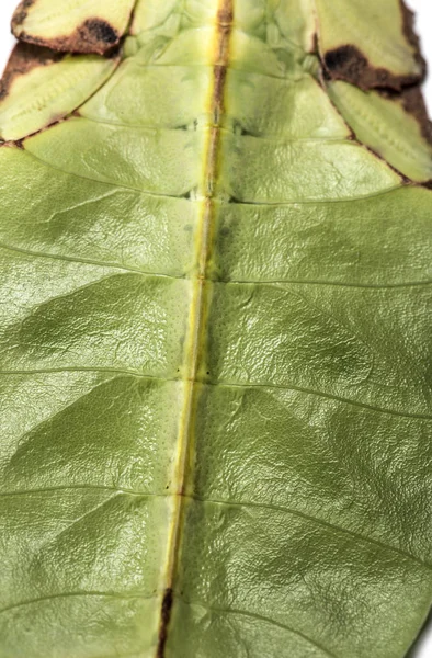 Zbliżenie owada liściastego, Phyllium giganteum — Zdjęcie stockowe