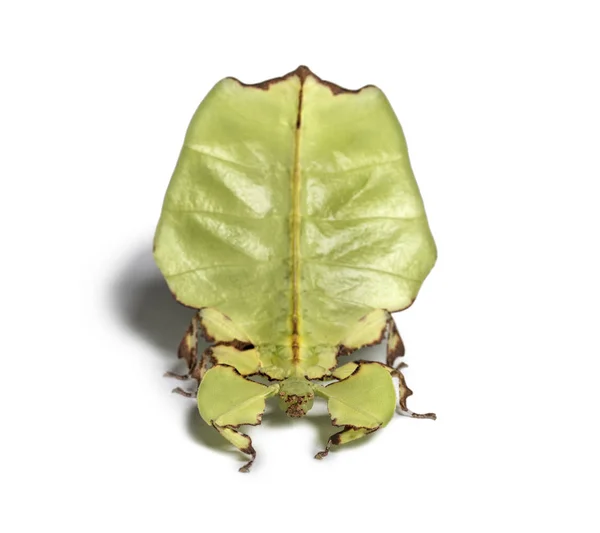 Leaf insect, Phyllium giganteum, in front of white background — Stock Photo, Image