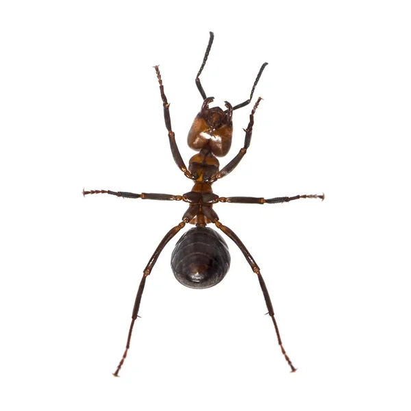 Formiga europeia de madeira vermelha, Formica polyctena, isolada sobre branco — Fotografia de Stock