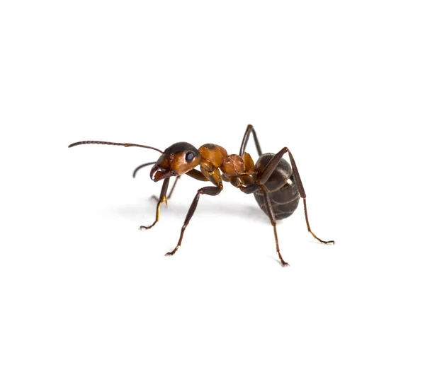 Hormiga europea de madera roja, Formica polyctena, aislada sobre blanco —  Fotos de Stock