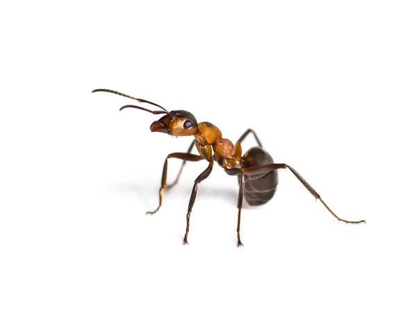 Evropský mravenec z červeného dřeva, Formica polyctena, izolovaný na bílém — Stock fotografie