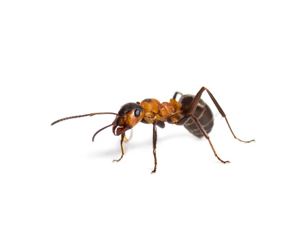 Europejska mrówka czerwona, Formica polyctena, izolowana na białym — Zdjęcie stockowe